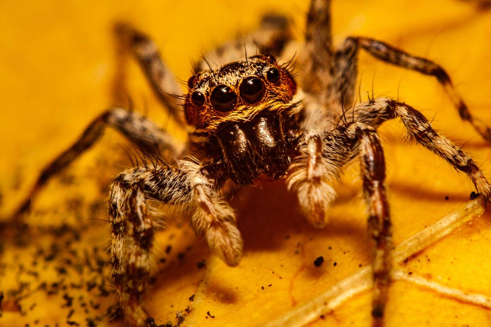 Фотография автора Gabriel de Araujo Almeida