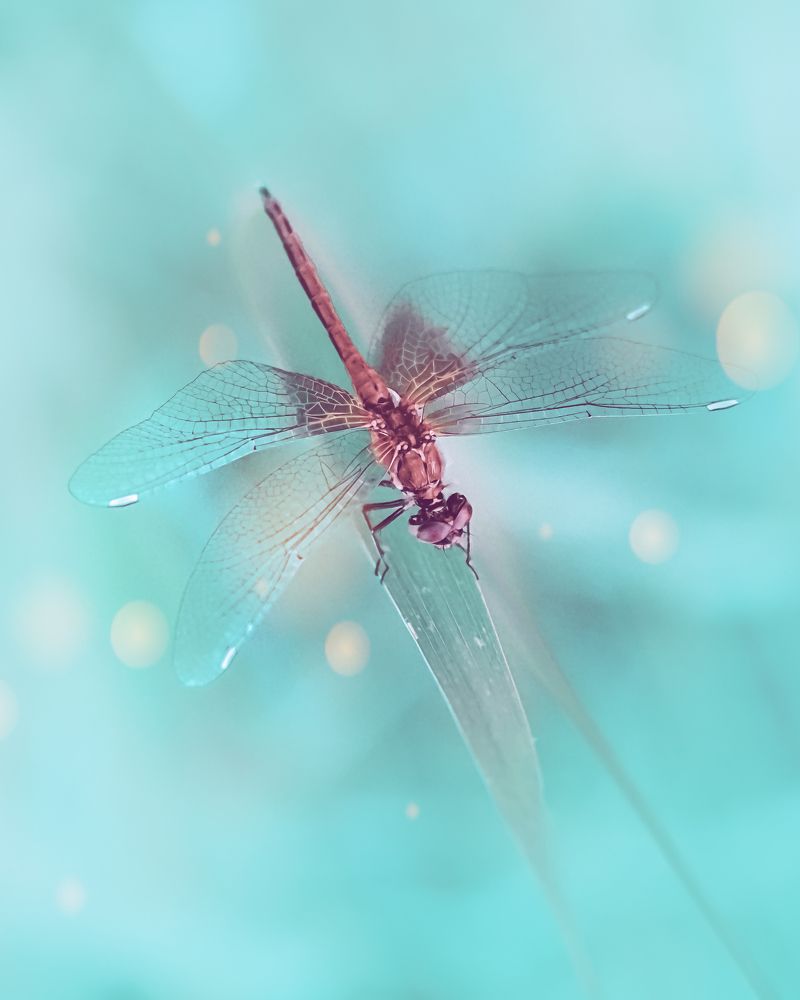 Photograph by Алеся Писнова