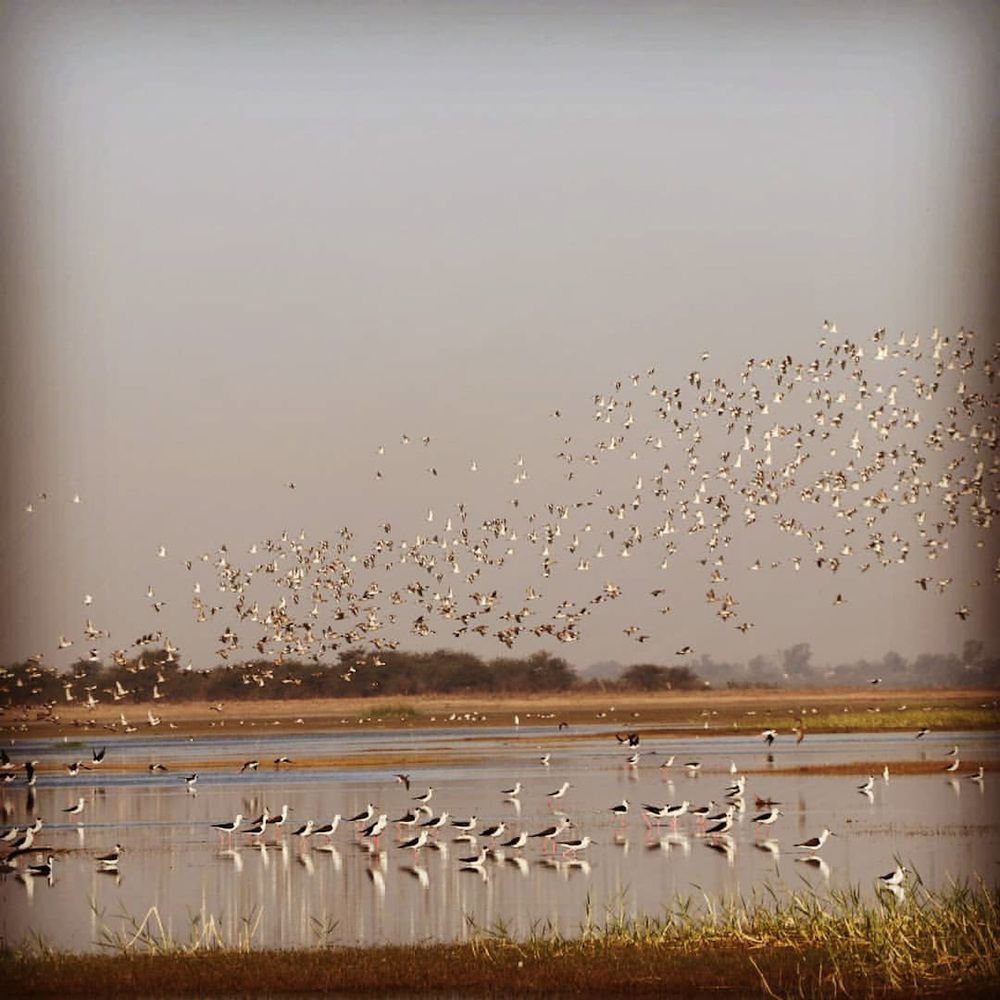 Black winged stilt