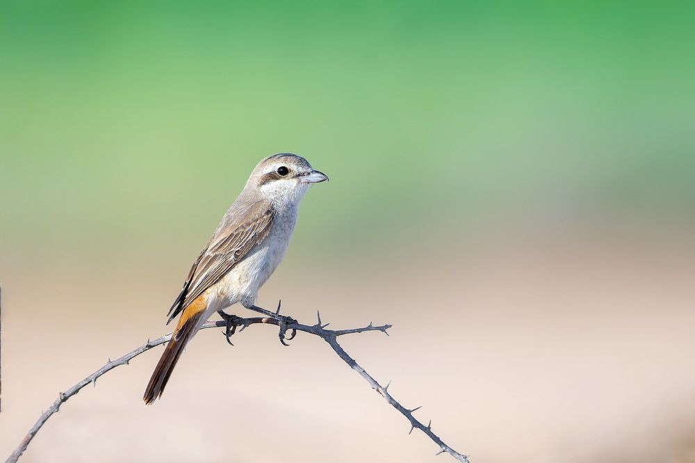 Tailed shrike