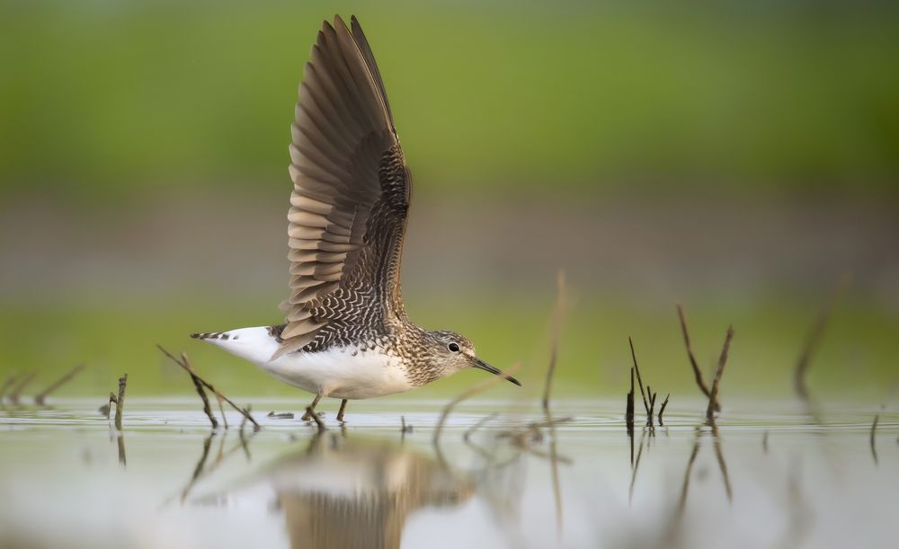 samotnik  Tringa ochropus