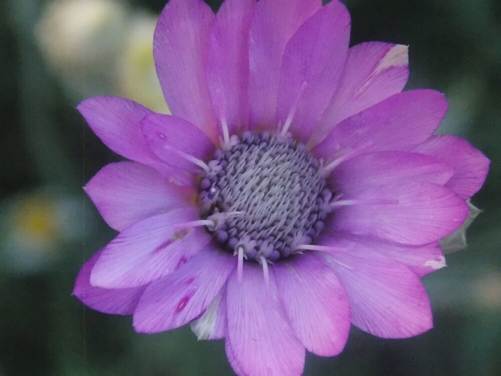 Photograph by Алла Боброва