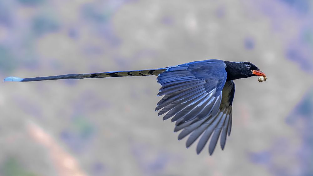 Flight of the Magppie..