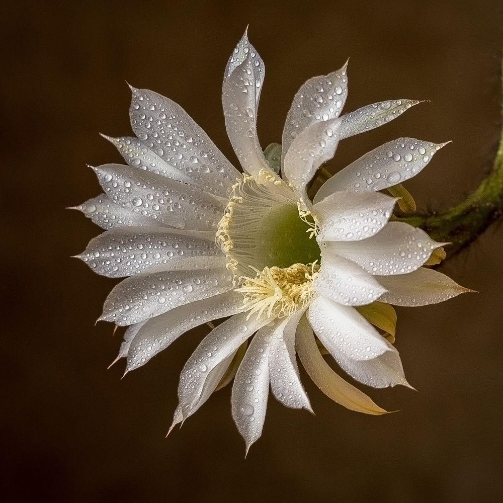 Photograph by Рогалева Анна Викторовна