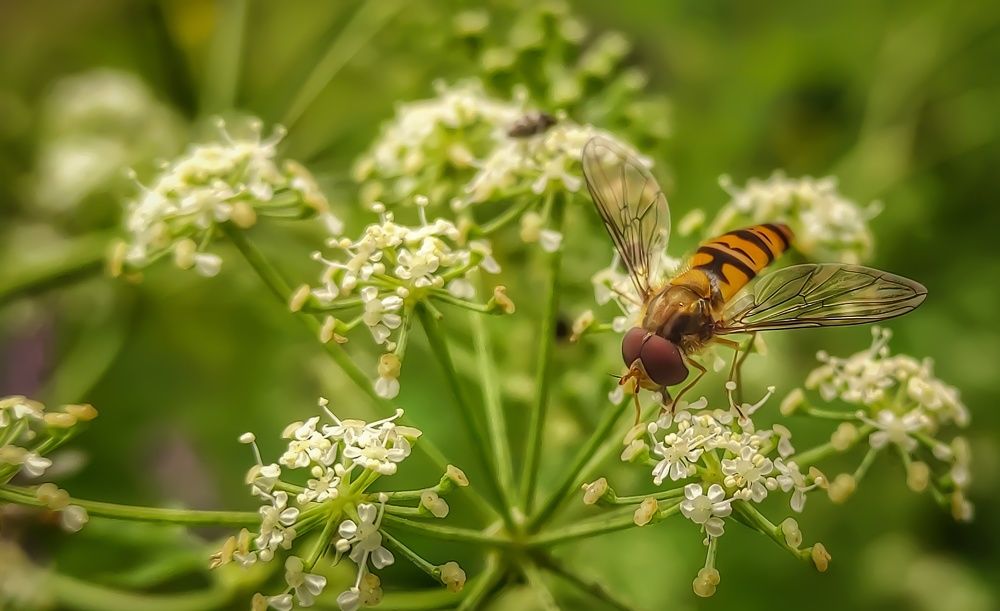 Фотография автора Vladimir Nikolov