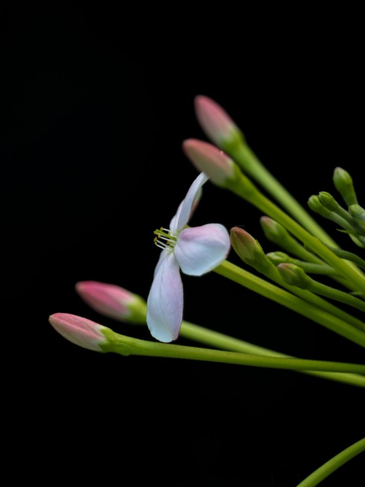 Macro Madhu malti