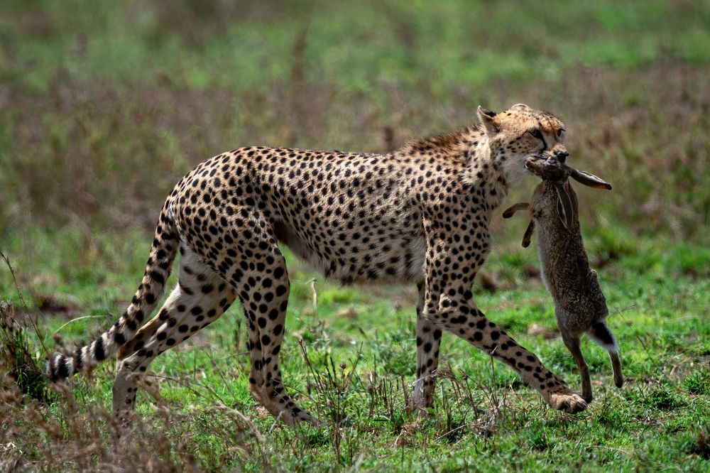 Photograph by Adrian Grigore