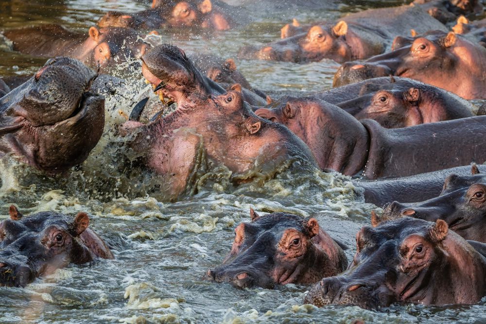 Photograph by Adrian Grigore