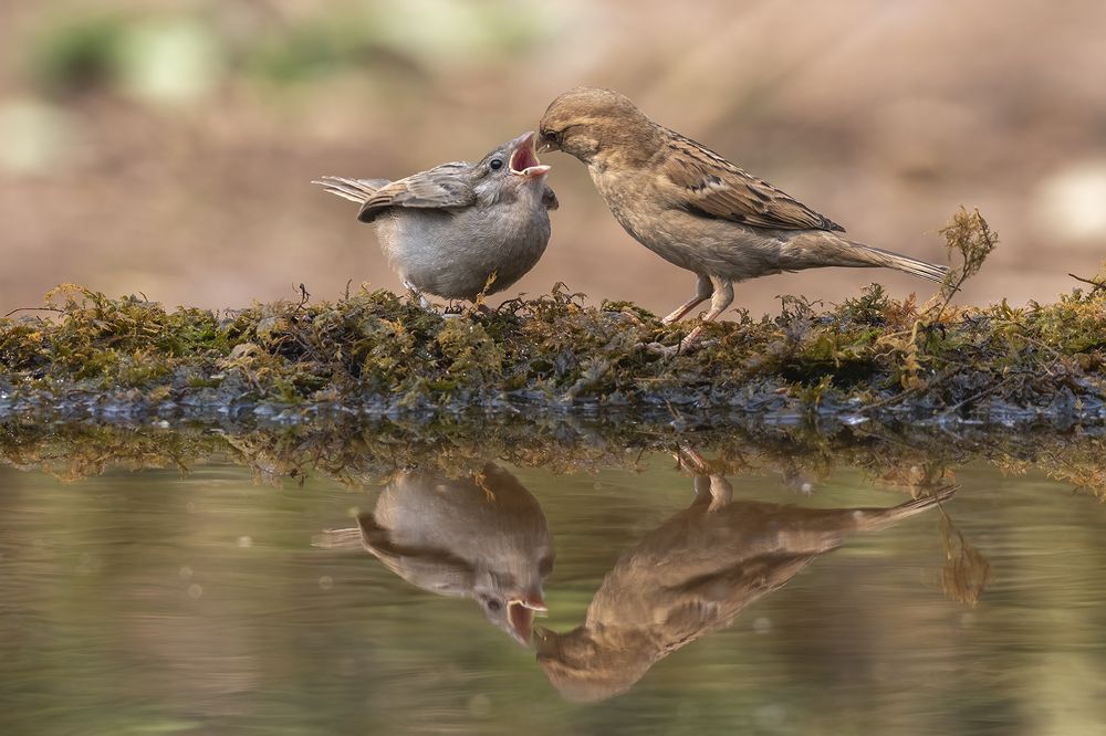 Open your Mouth.... Ha Ha Ha