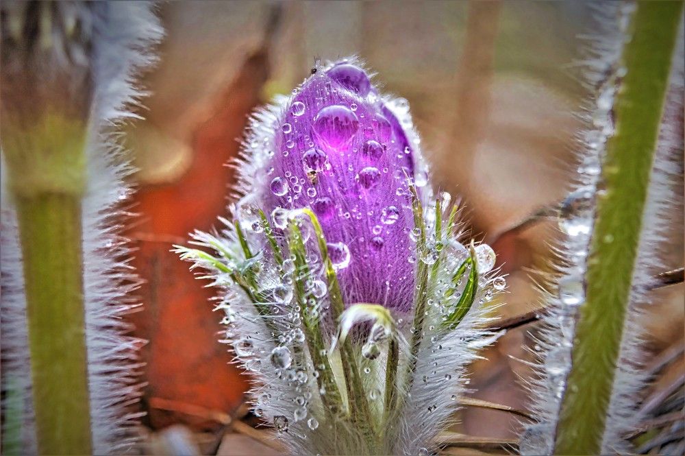 Сон-трава - 1