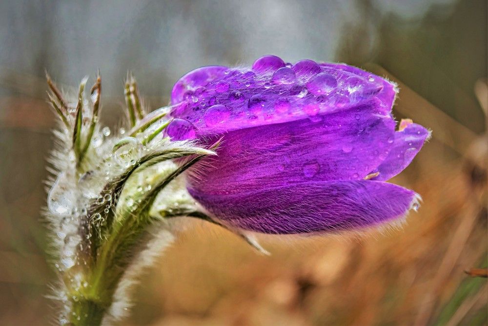 Сон-трава - 2