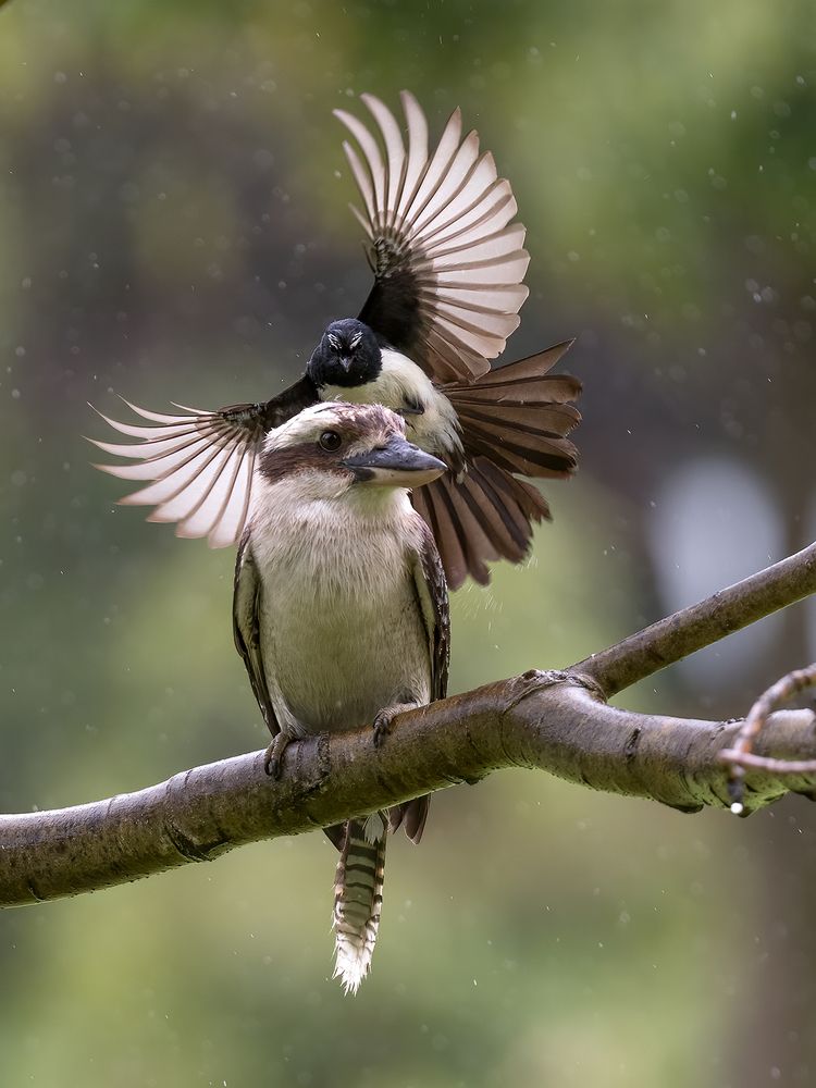 Photograph by Naidu Kumpatla