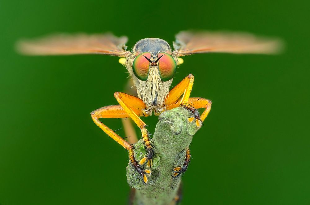 Robber fly Protrait