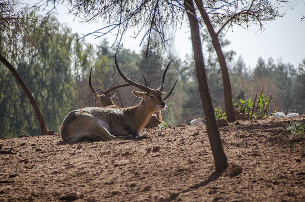 Photograph by Youssef Rahmaoui