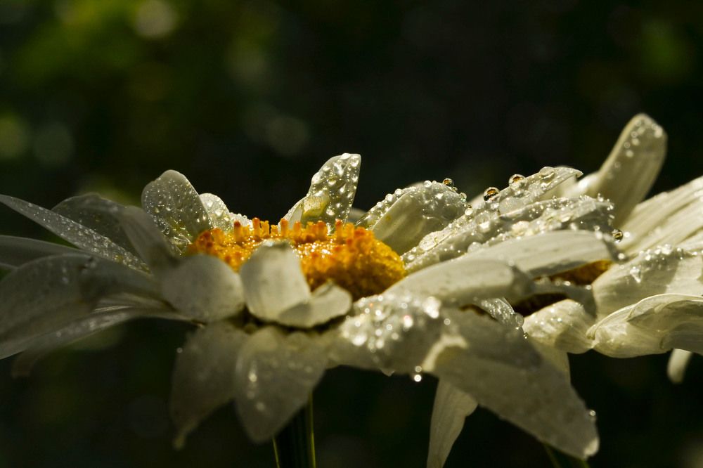 Photograph by Inna Logvinova