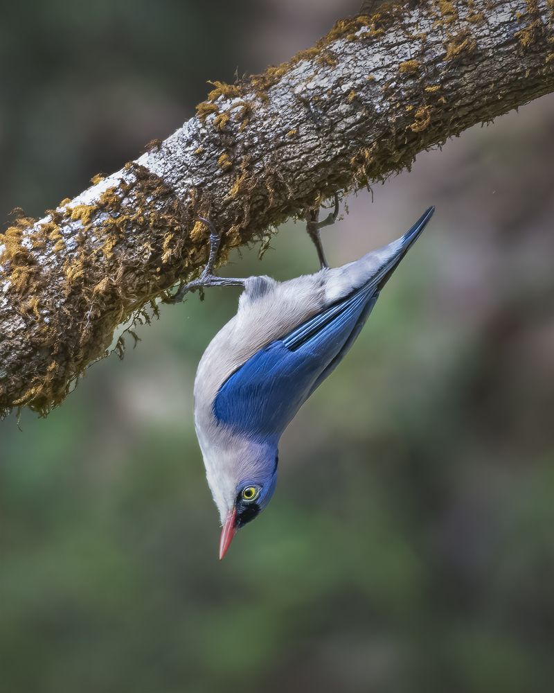 Welcome to the World of Upside Down...