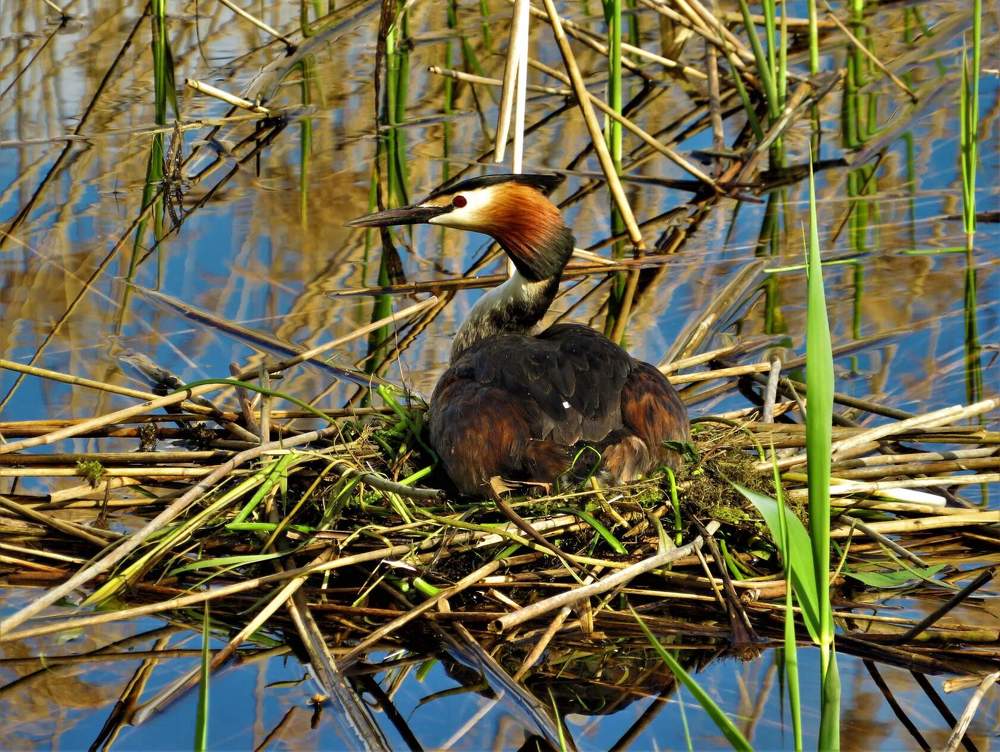 Чомга в гнезде