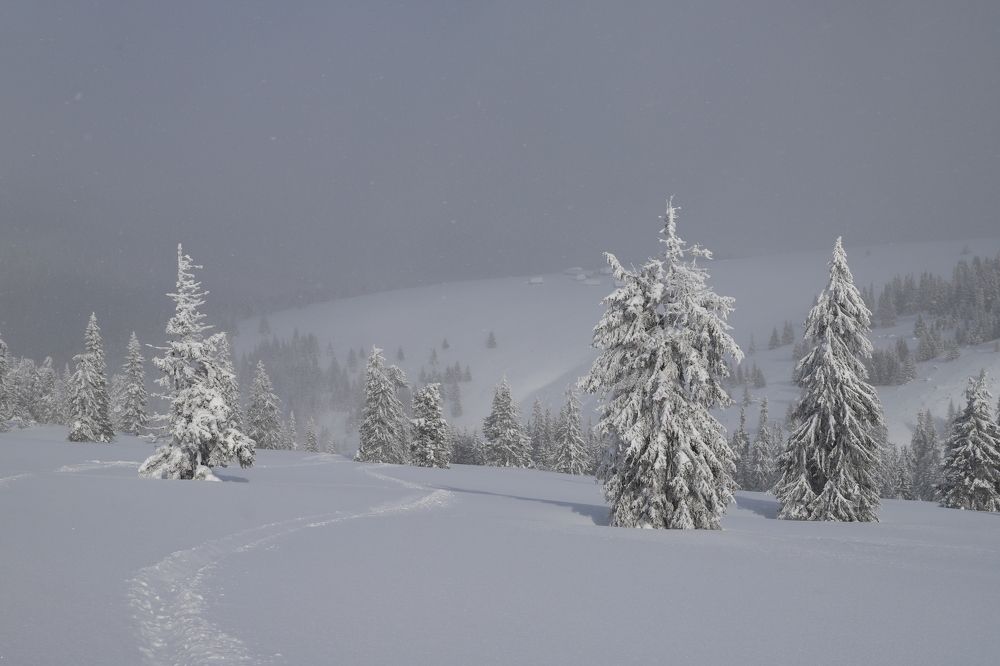 Misty day in Surianu mountains
