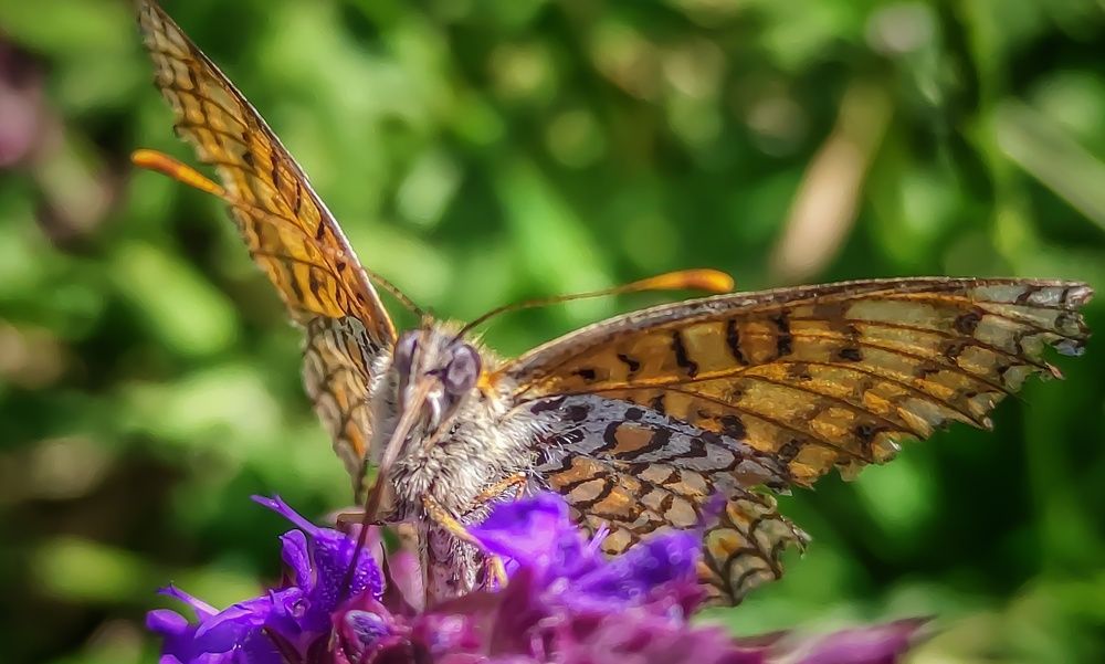 Фотография автора Vladimir Nikolov