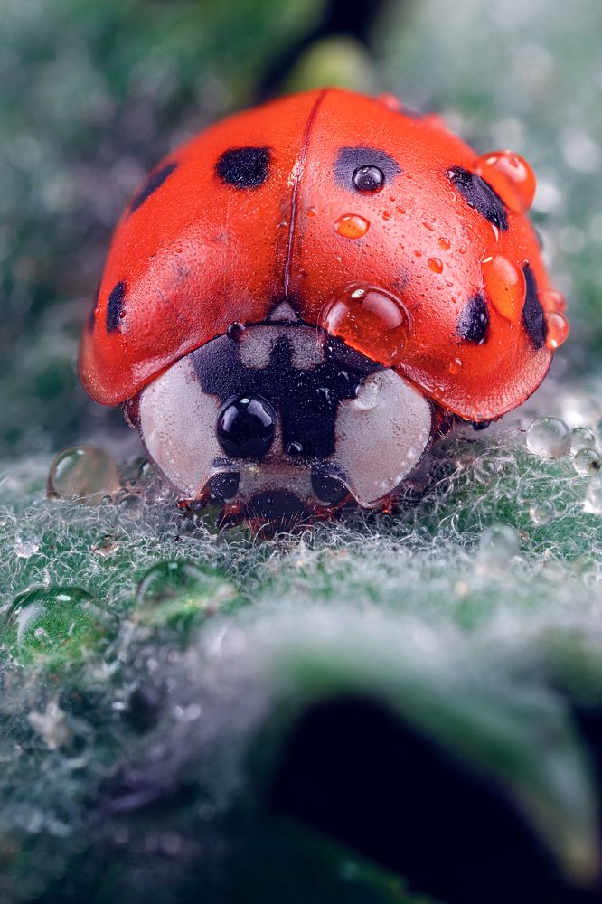 Photograph by Yevgeny Michlin