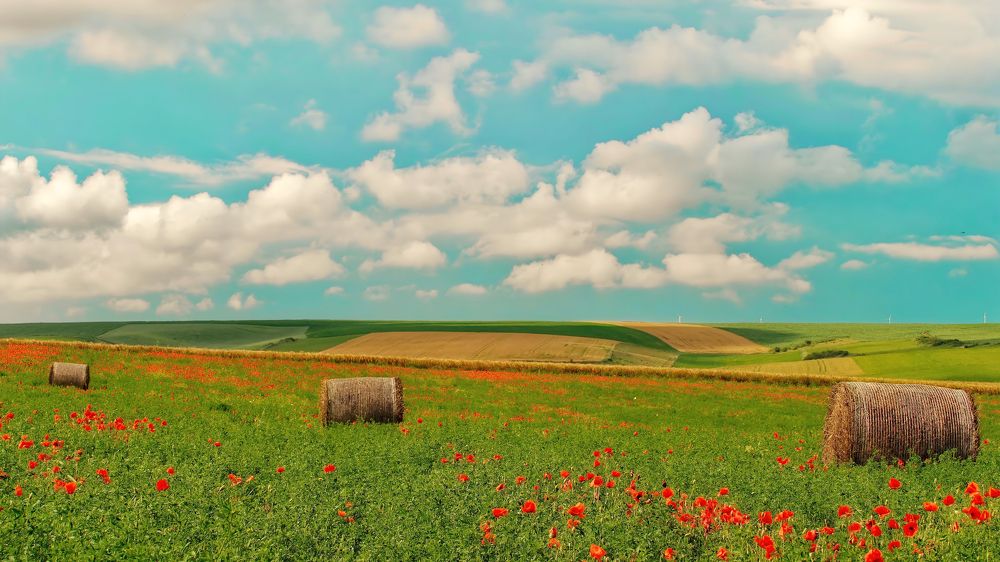 Poppies on the plain