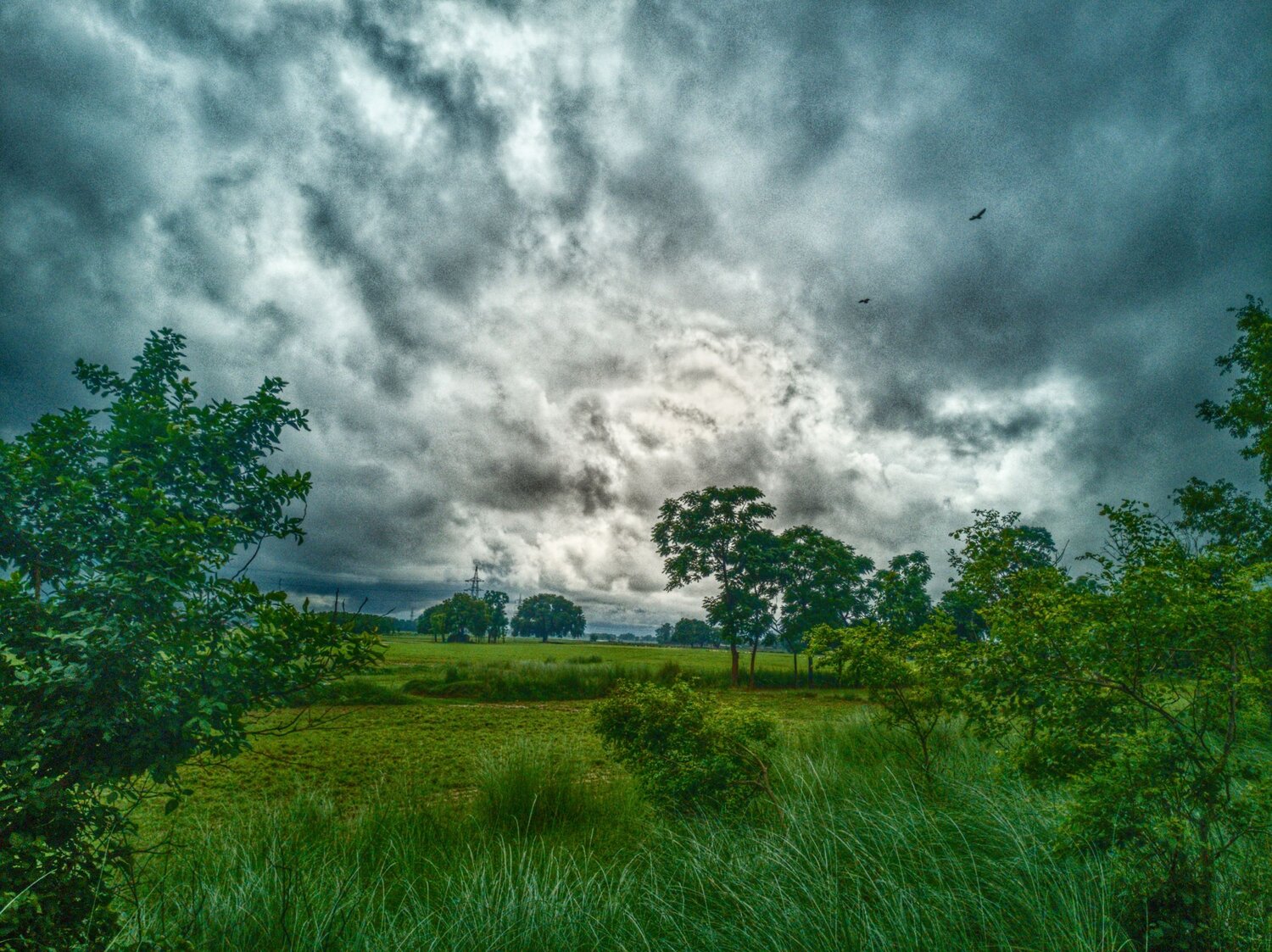 Cloudygrass