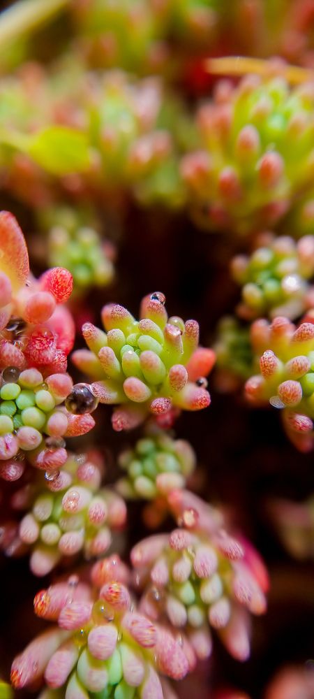 Частичка утопического мира