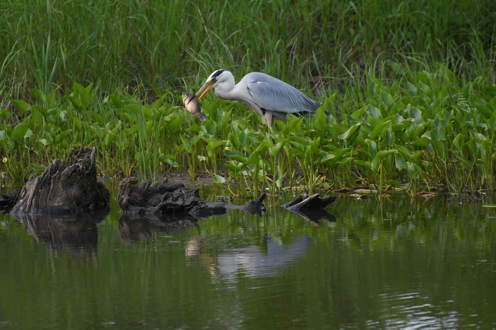 На ужин карась
