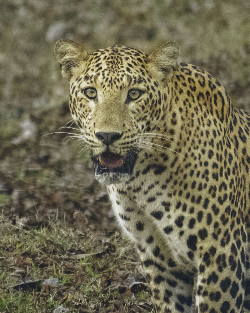 Photograph by Kumar Sharath