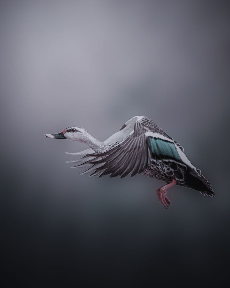 Photograph by Kumar Sharath