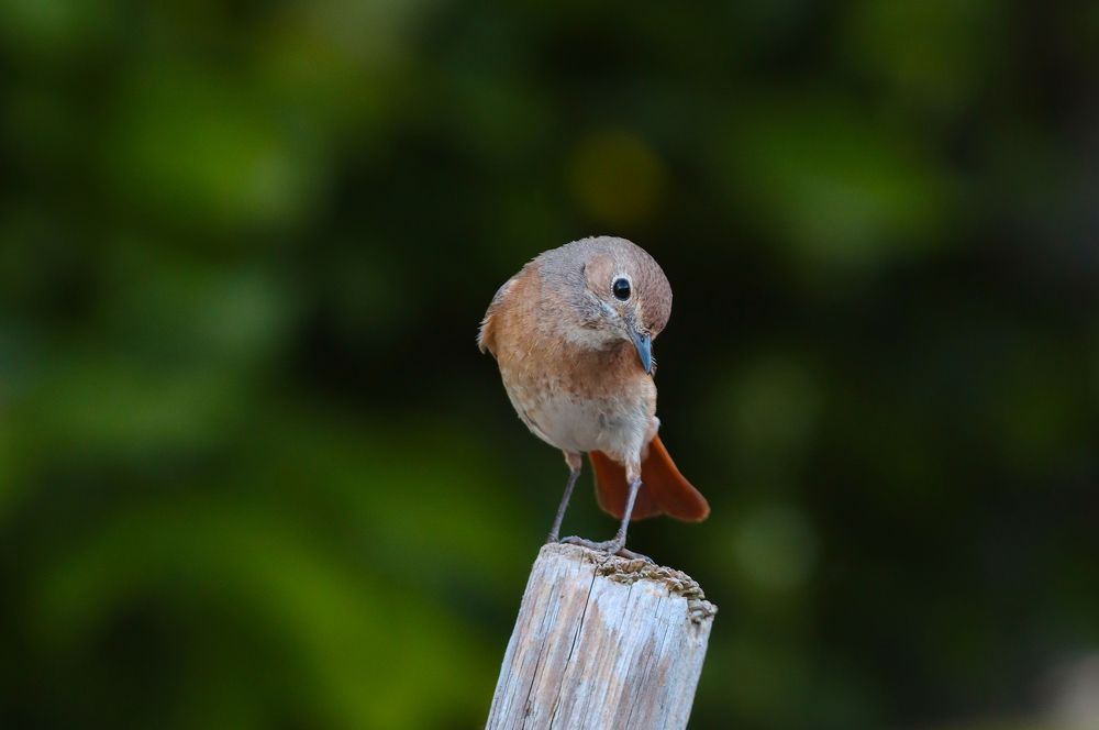 Птичка горихвостка.