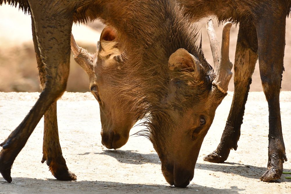 Photograph by Sarathlal Sasidharan