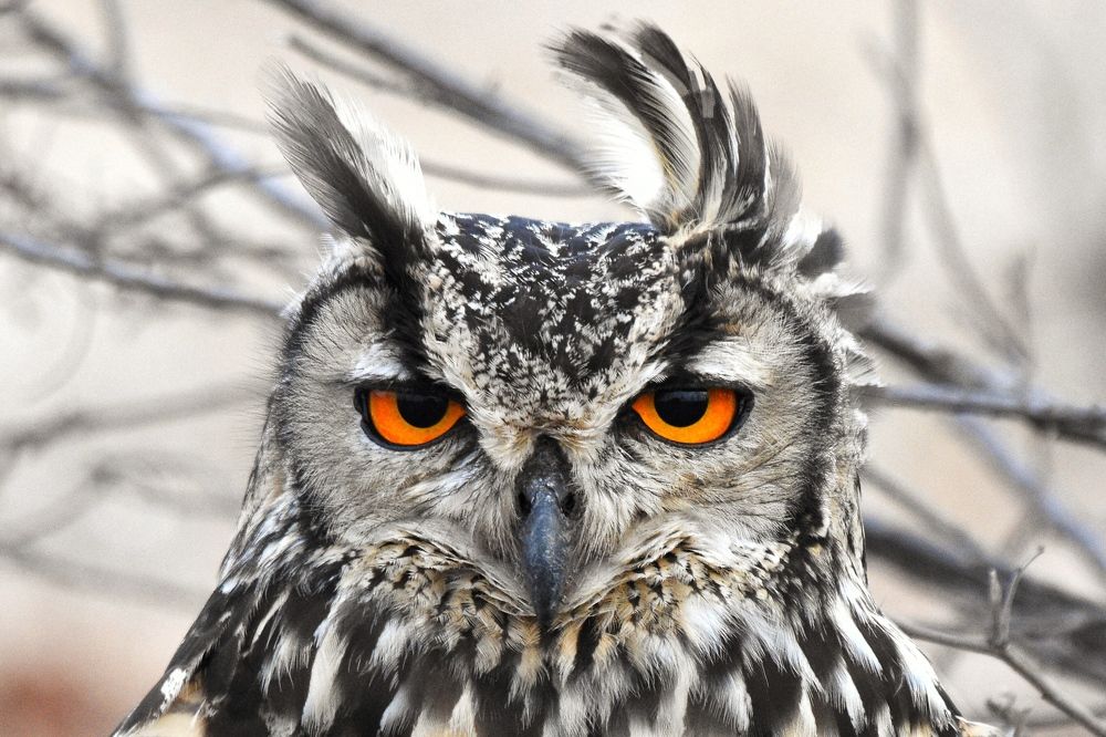 Photograph by Manoj Varun