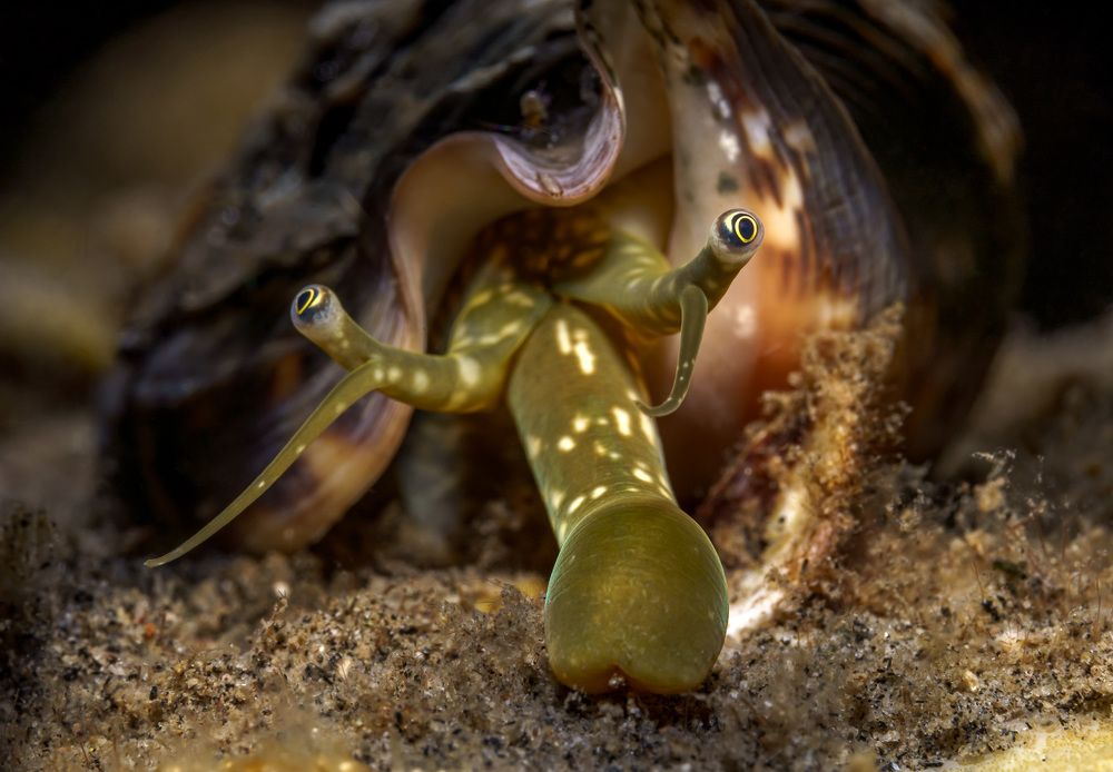 Круговой обзор