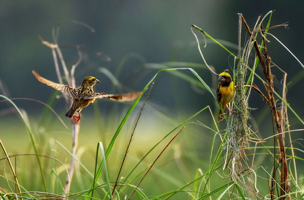 Photograph by Jithindev P B