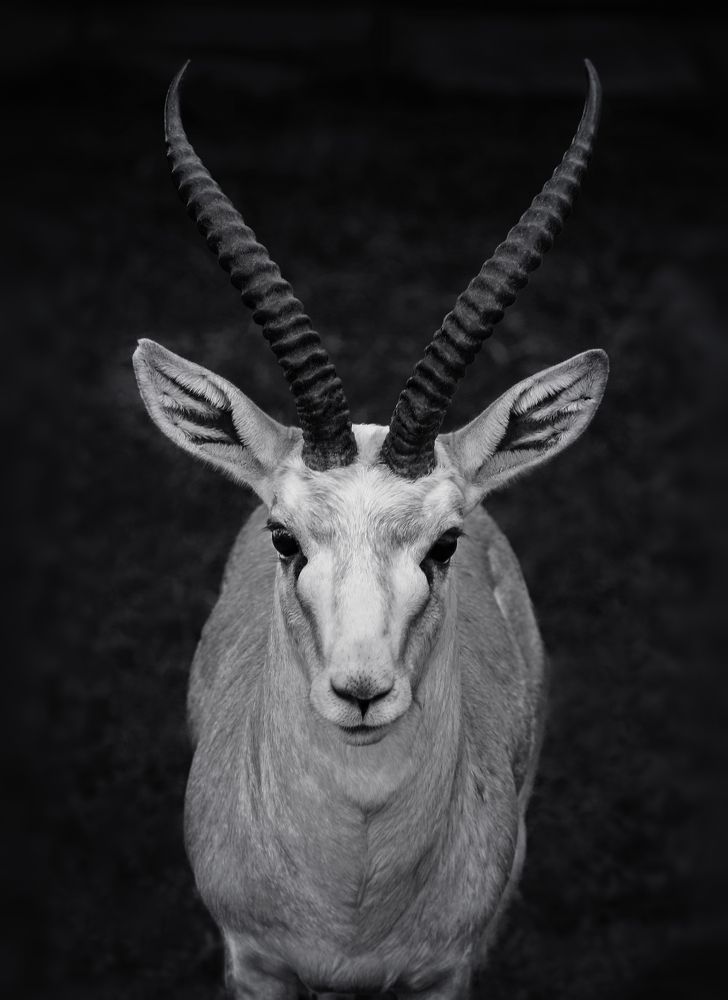 Фотография автора Mustafa Khalaf