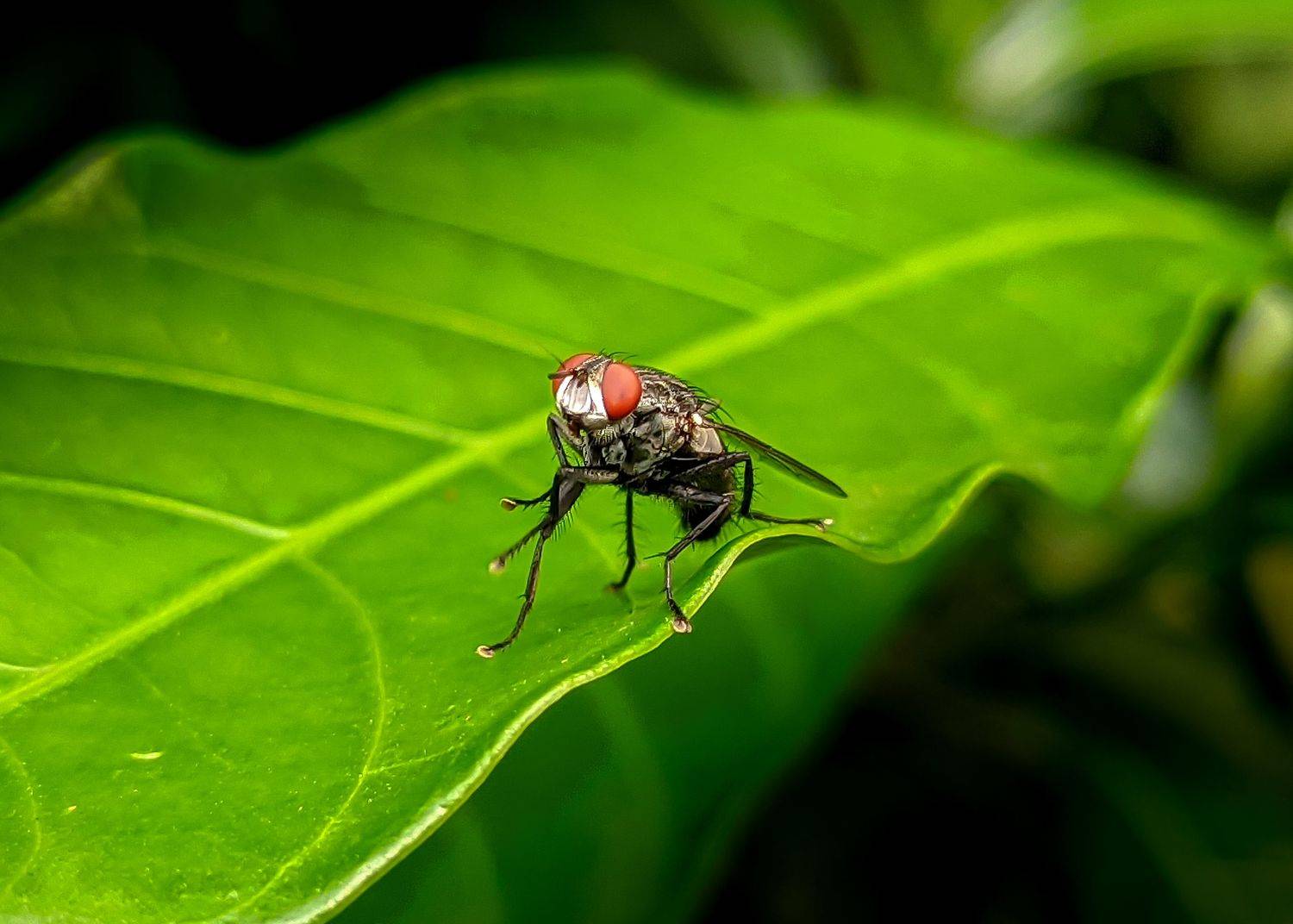 CLUSTER FLY - FEMALE