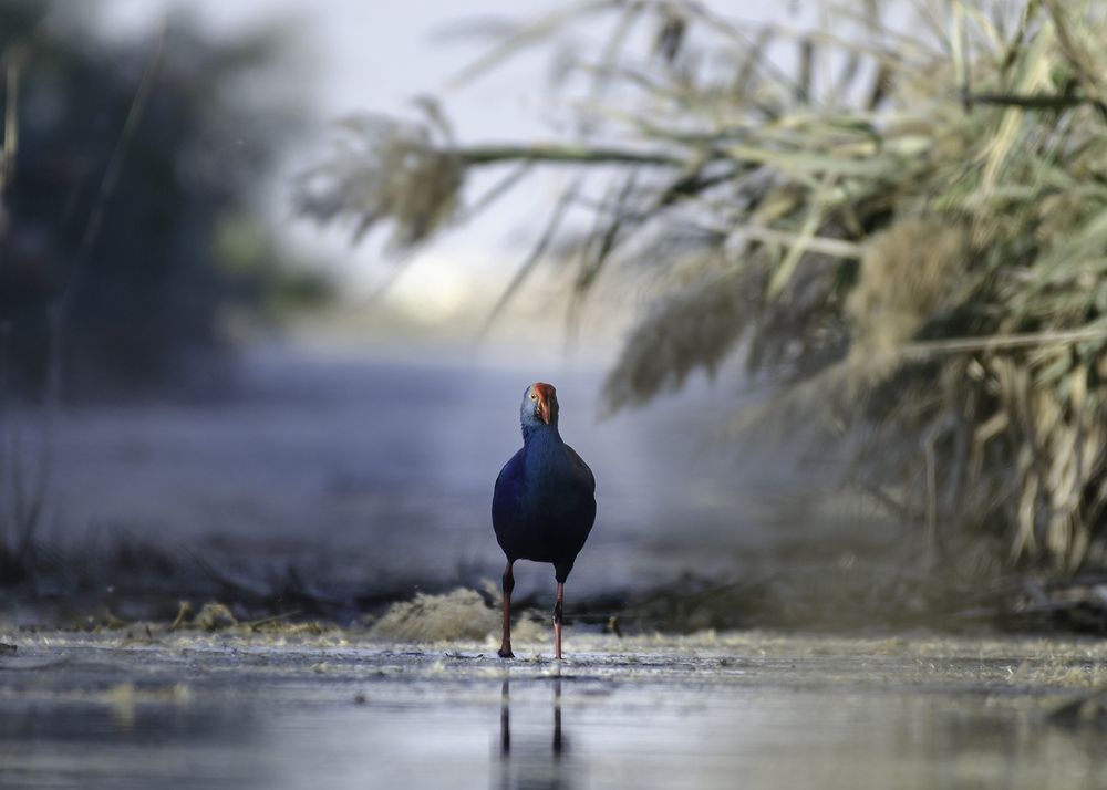 Purple swamphen