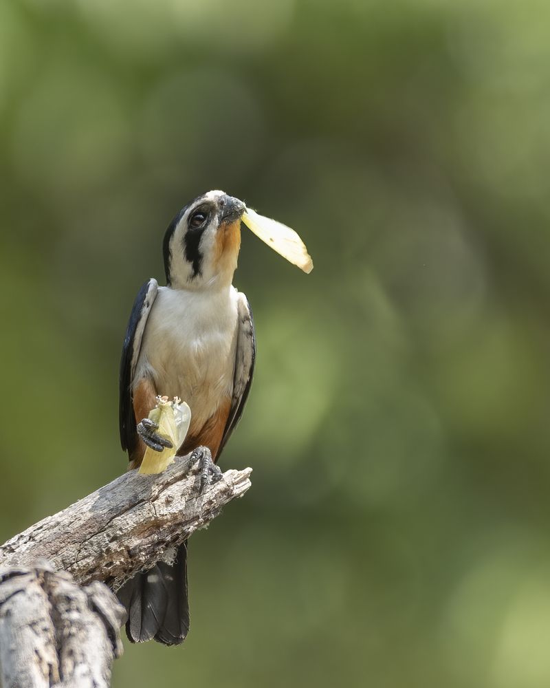 The Falcon and the Fly