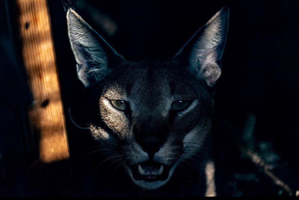 Фотография автора Mohammad Alhadhoud