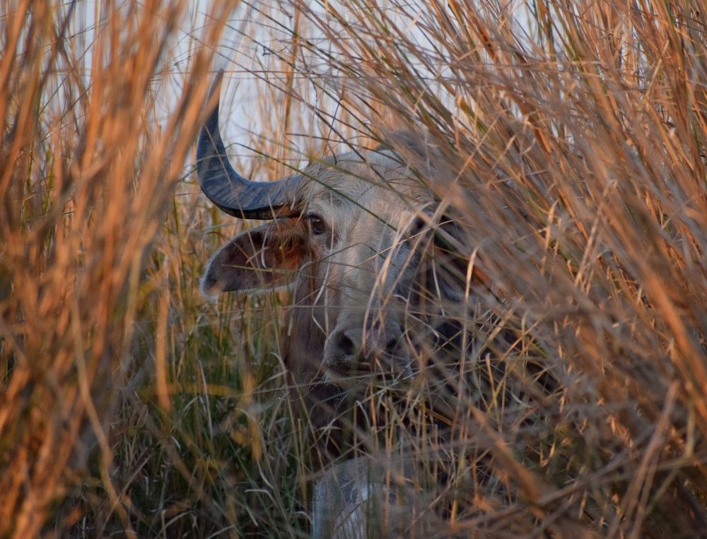 Photograph by Hirakjyoti Deka