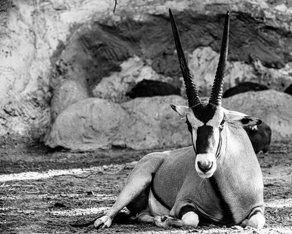 Фотография автора Mohammad Alhadhoud