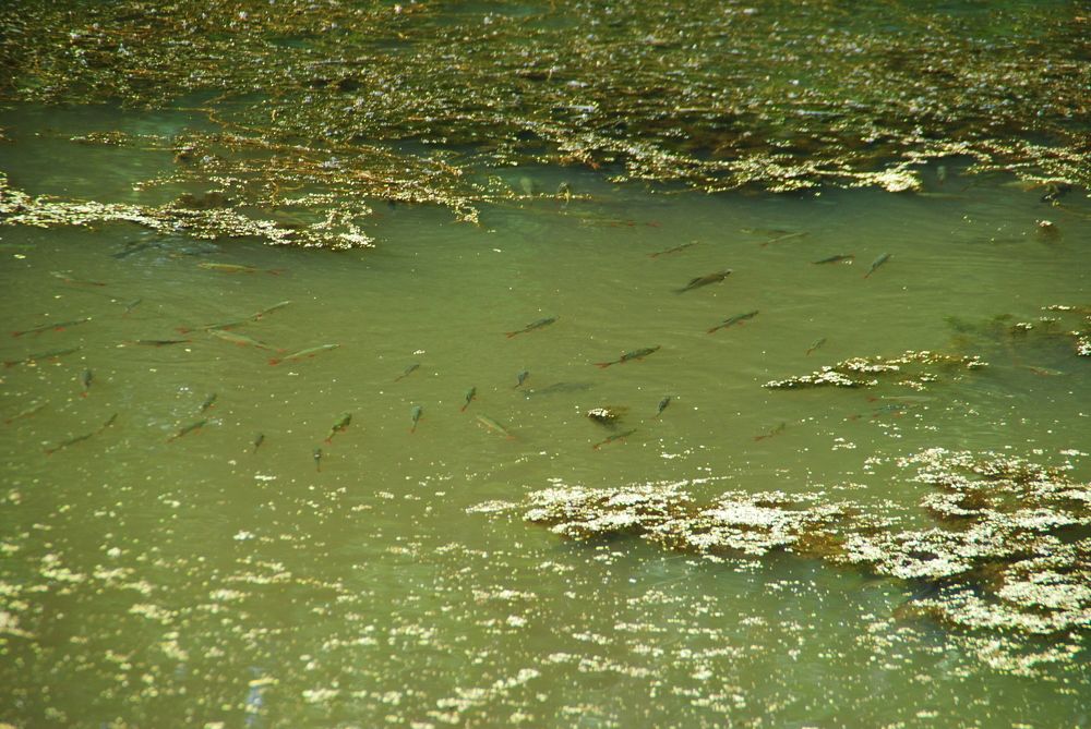 Photograph by Инна Сечко