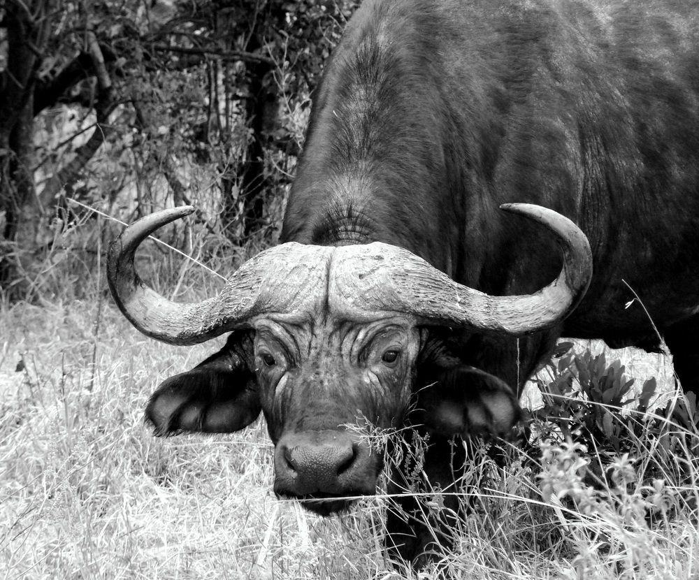 Cape Buffalo. Masai Mara Big Five.