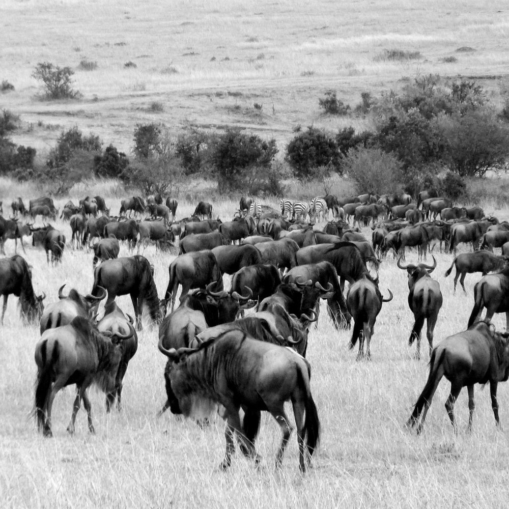 Wildebeest Migration