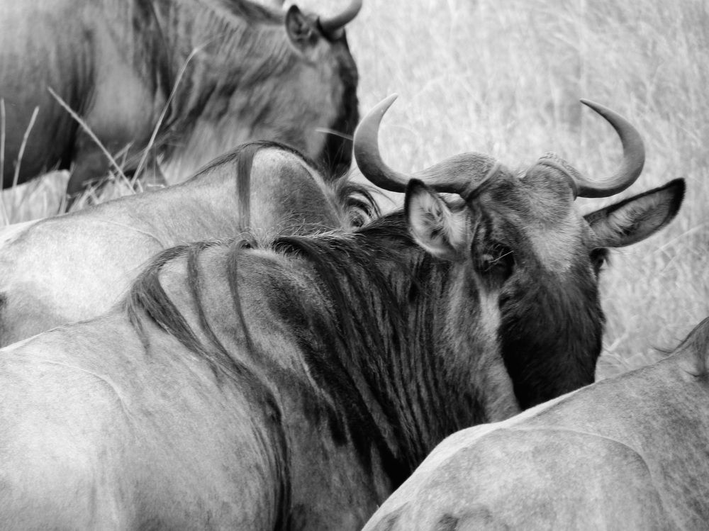 Wildebeest Look