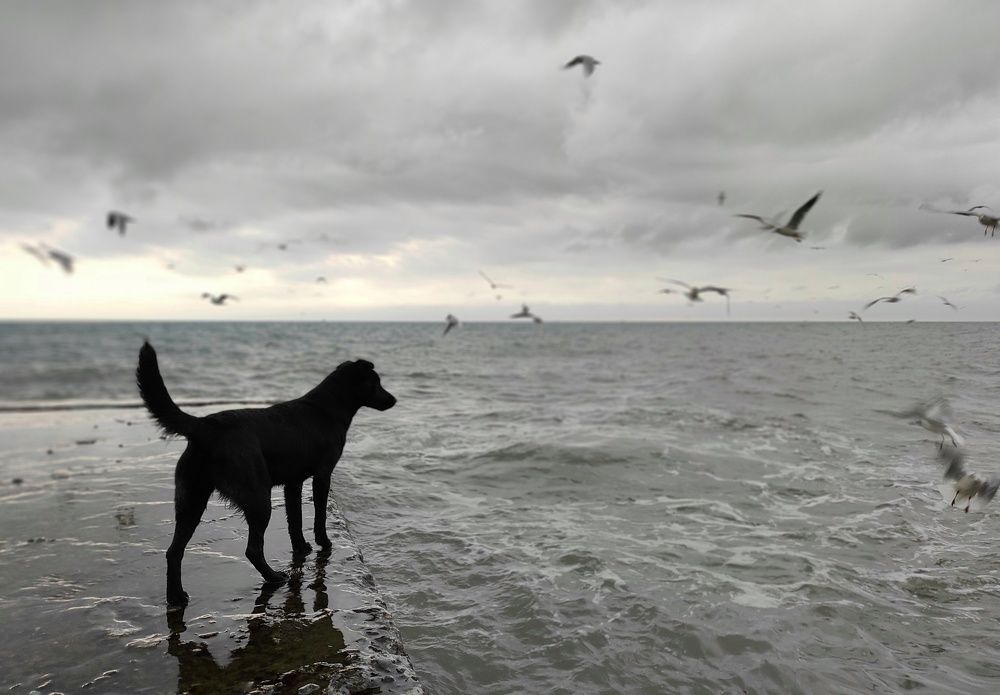 Собака и море.