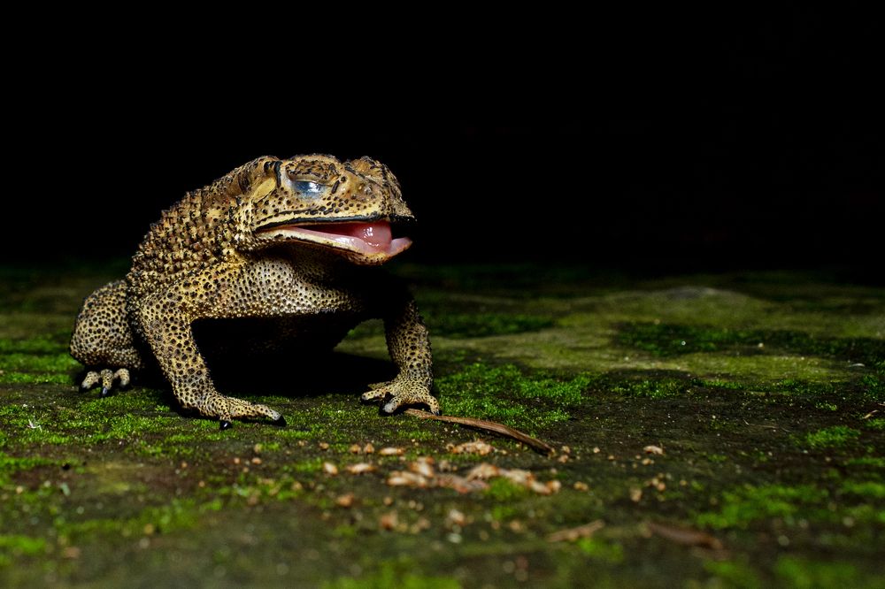 Photograph by Pinak Paul