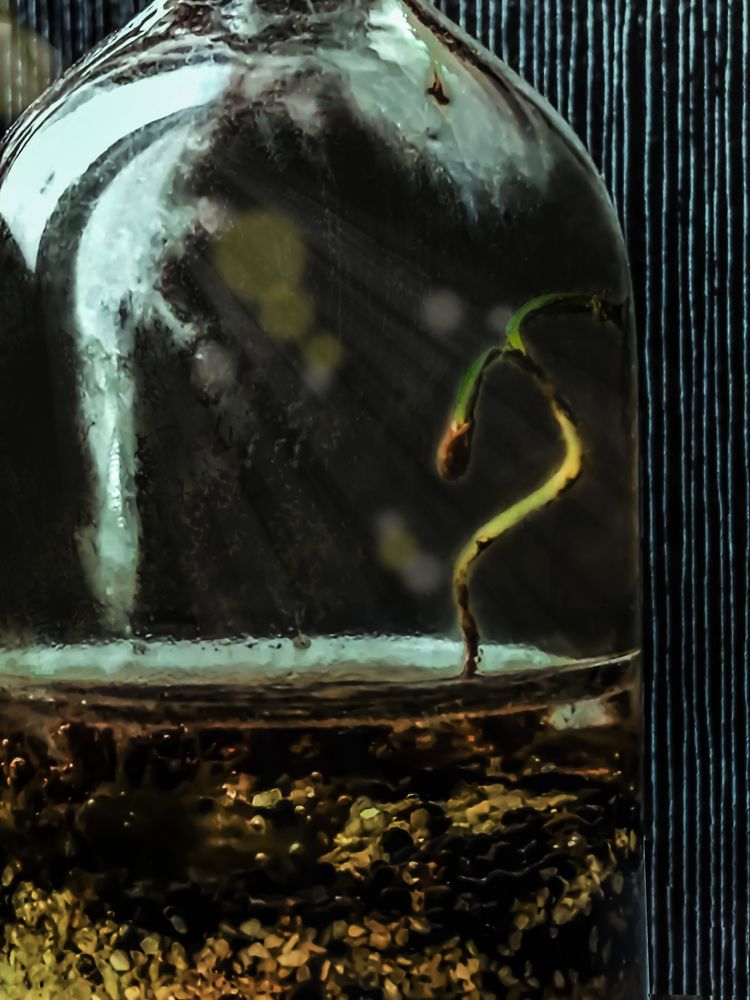 Photograph by Mozhgan Sadeghi