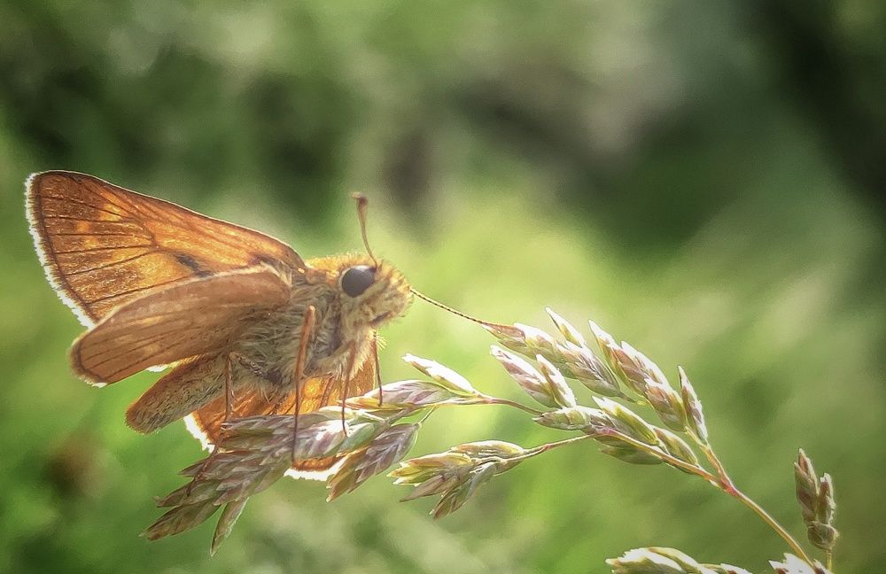 Фотография автора Vladimir Nikolov